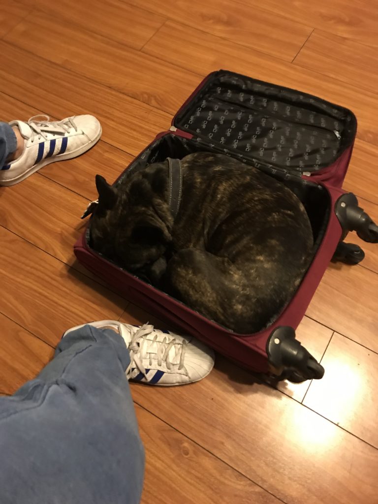 viajar-con-perro